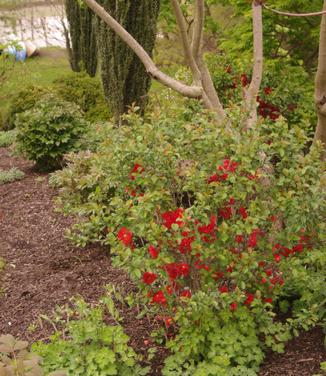 Chaenomeles Double Take 'Orange Storm'