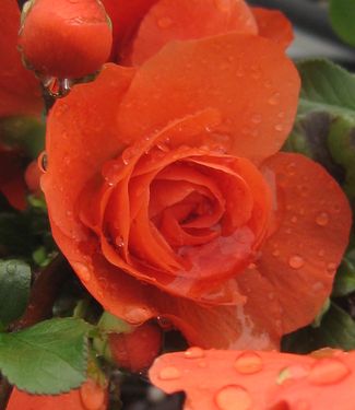 Chaenomeles Double Take™ 'Orange Storm' 