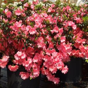 Rhododendron Blaauw's Pink