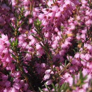 Erica x darleyensis Mediterranean Pink