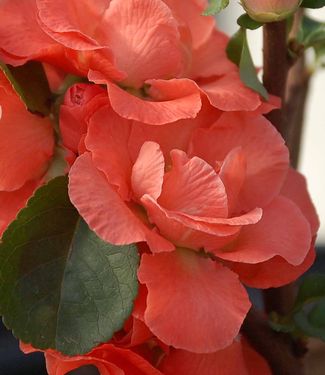 Chaenomeles Double Take™ 'Pink Storm'