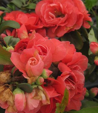 Chaenomeles Double Take™ 'Pink Storm'