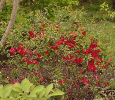 Chaenomeles Double Take 'Pink Storm'