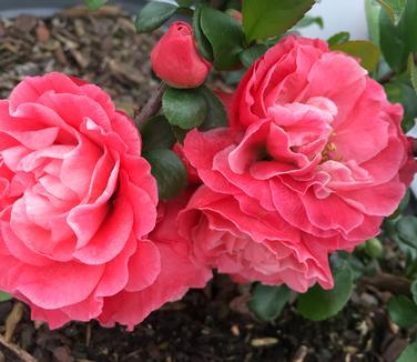 Chaenomeles Double Take 'Pink Storm'