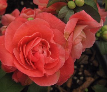 Chaenomeles Double Take™ 'Pink Storm'