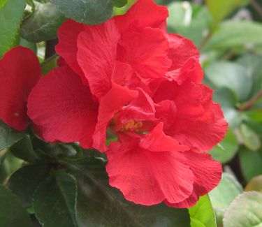 Chaenomeles Double Take™ 'Scarlet Storm' - Floweringquince