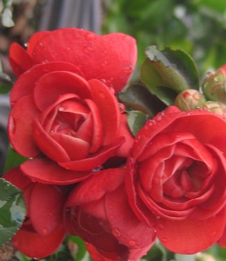 Chaenomeles Double Take™ 'Scarlet Storm'