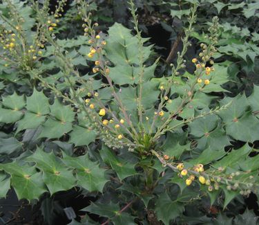 Mahonia japonica 