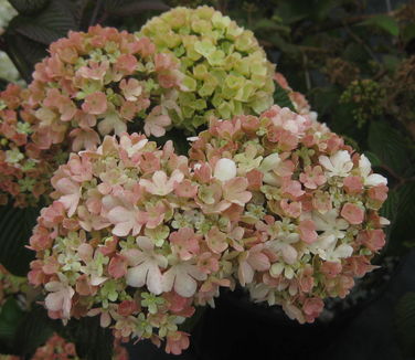 Viburnum plicatum Kern's Pink 