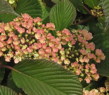 Viburnum plicatum Kern's Pink - Doublefile Viburnum