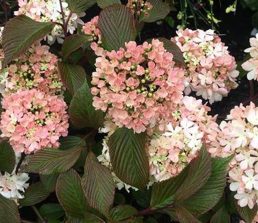 Viburnum plicatum Kern's Pink