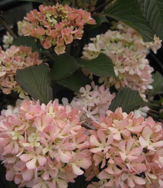 Viburnum plicatum Kern's Pink