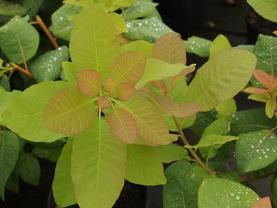 Cotinus obovatus