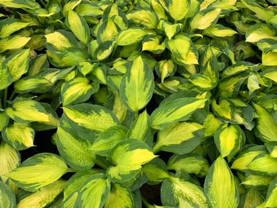 Hosta 'Captain Kirk' - Plantain Lily from Pleasant Run Nursery