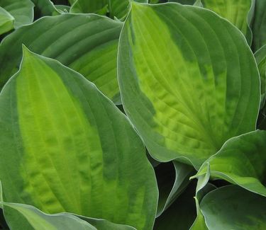 Hosta Captain Kirk - Plantain Lily 