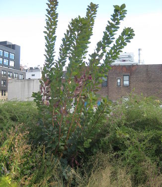 Cotinus x 'Grace' (@ High Line, NYC)