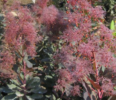 Cotinus x 'Grace' - Smoketree