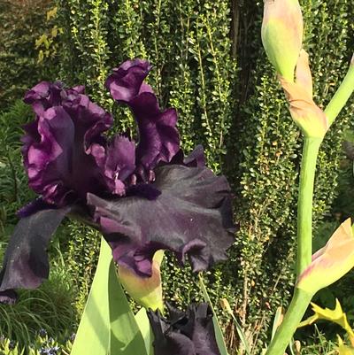 Iris germanica Superstition