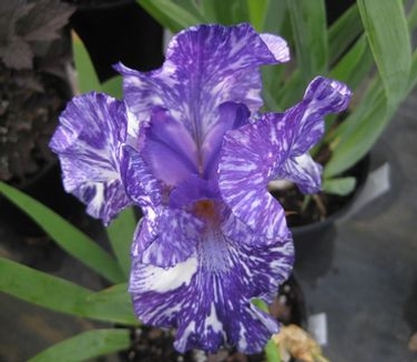 Iris germanica Batik