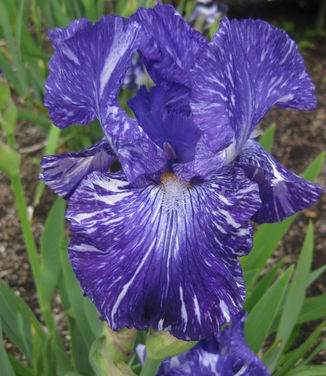 Iris germanica Batik 