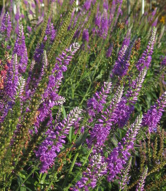 Veronica longifolia Eveline - Long Leaf Speedwell