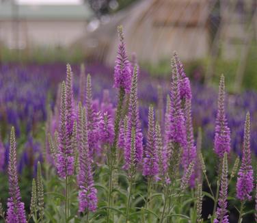 Veronica longifolia Eveline