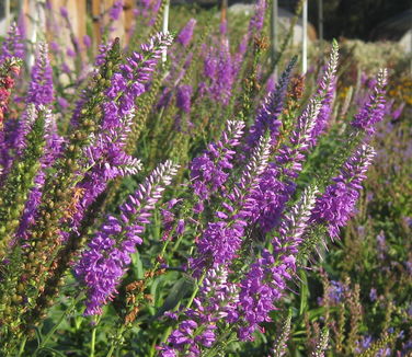 Veronica longifolia Eveline