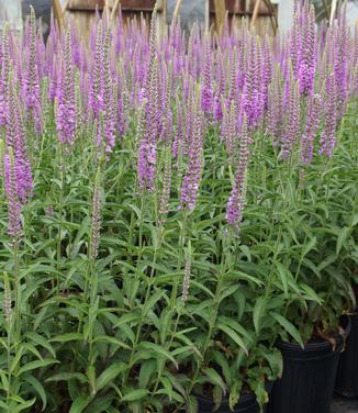 Veronica longifolia Eveline