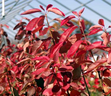 Amelanchier x grandiflora Autumn Brilliance