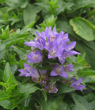 Campanula glomerata Freya