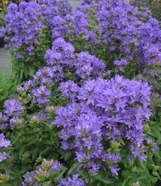 Campanula glomerata 'Freya' - Clustered Bellflower