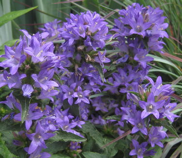 Campanula glomerata Freya