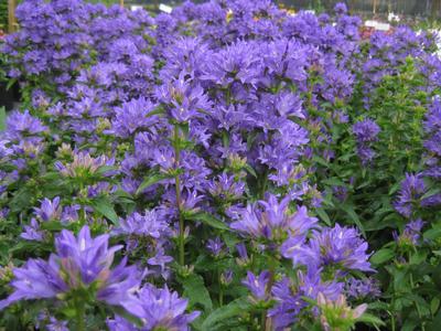 Campanula glomerata Freya