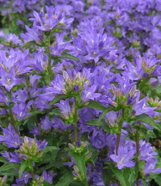 Campanula glomerata Freya