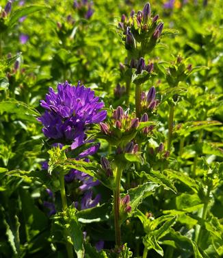 Campanula glomerata Freya