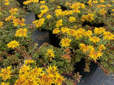 Sedum floriferum Weihenstephaner Gold