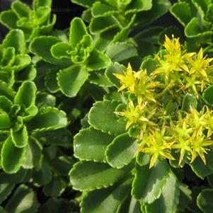 Sedum kamtschaticum 