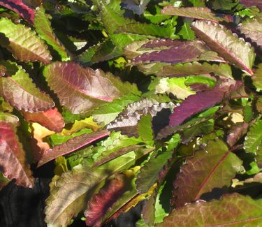 Stachys officinalis Pink Cotton Candy (fall color)