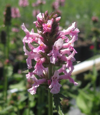 Stachys officinalis Pink Cotton Candy - Betony