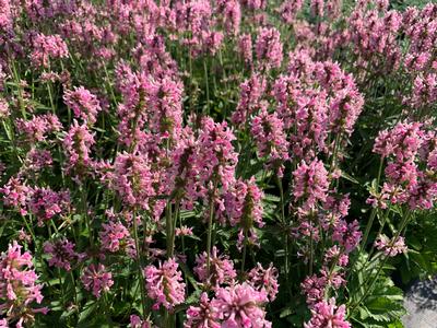 Stachys officinalis Pink Cotton Candy