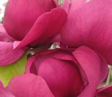 Magnolia x Black Tulip™