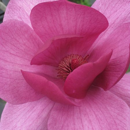 Magnolia x 'Black Tulip' - Magnolia