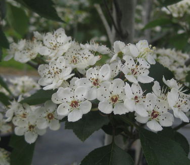 Crataegus viridis 'Winter King' - Green Hawthorn 