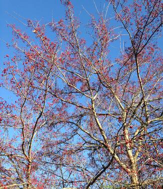 Crataegus viridis Winter King