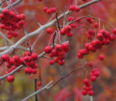 Crataegus viridis Winter King 