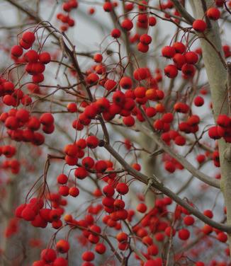 Crataegus viridis 'Winter King'