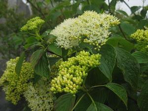 Cornus alternifolia 