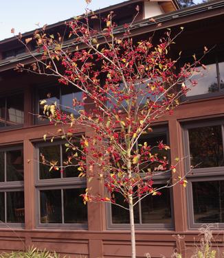 Crataegus viridis Winter King (@ Duke Gardens, NC)