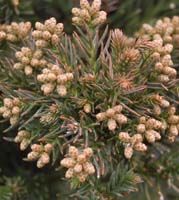 Cryptomeria japonica 'Black Dragon'