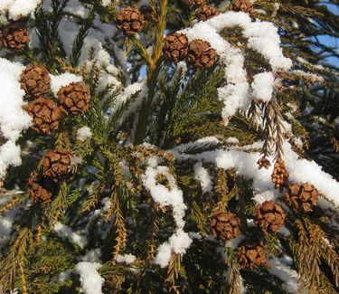 Cryptomeria japonica Radicans 